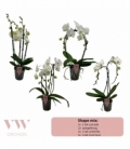 Phalaenopsis