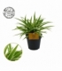 Chlorophytum