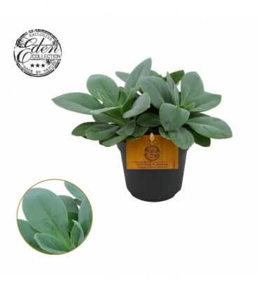 Senecio