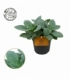 Senecio