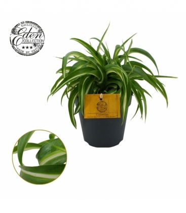 Chlorophytum