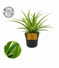 Chlorophytum