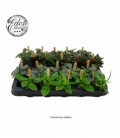 Peperomia