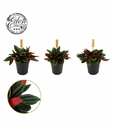 Peperomia