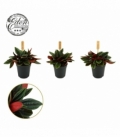 Peperomia