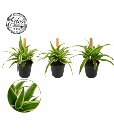 Chlorophytum