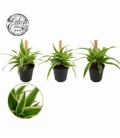 Chlorophytum
