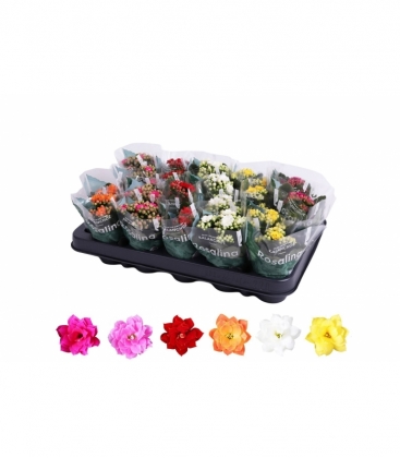 Kalanchoe