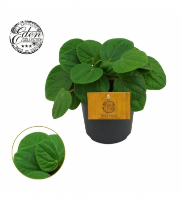 Peperomia
