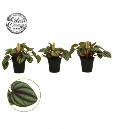 Peperomia