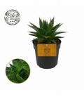 Gasteria