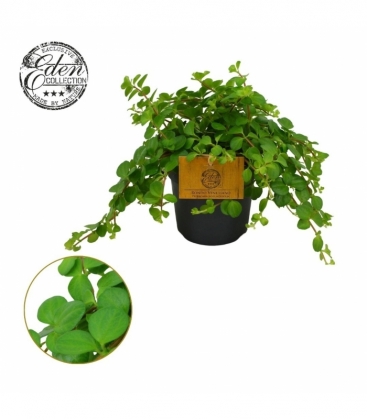 Peperomia