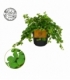Peperomia