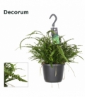 Nephrolepis