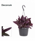 Tradescantia