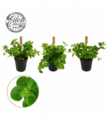 Peperomia