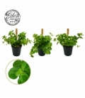 Peperomia