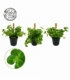Peperomia