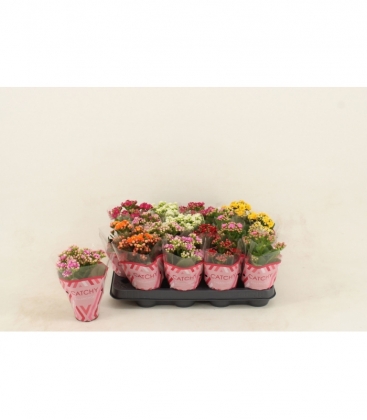 Kalanchoe