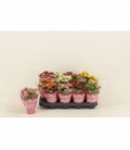 Kalanchoe