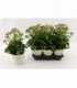 Kalanchoe