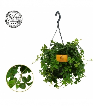 Parthenocissus