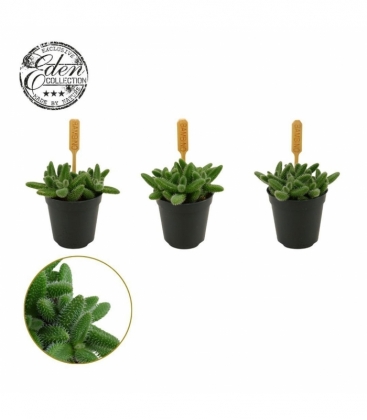 Delosperma