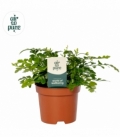 Asplenium