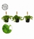 Pilea