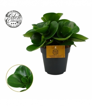 Peperomia