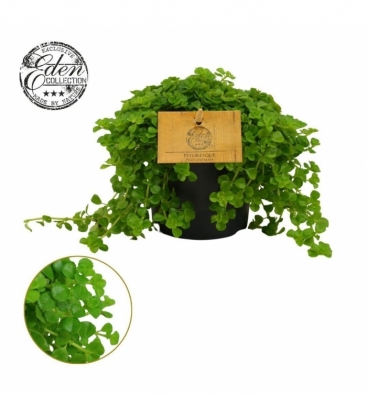 Pilea