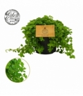 Pilea