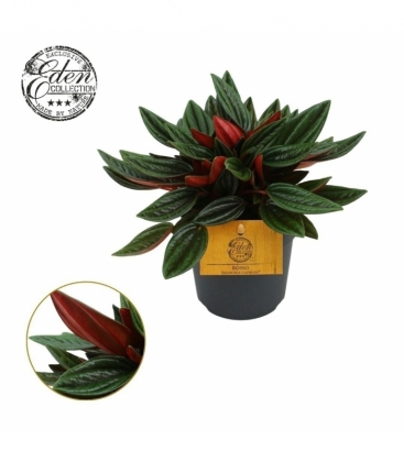 Peperomia