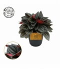 Peperomia