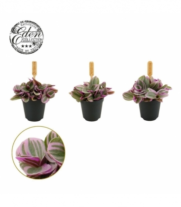 Tradescantia