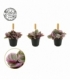 Tradescantia
