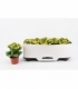 Kalanchoe