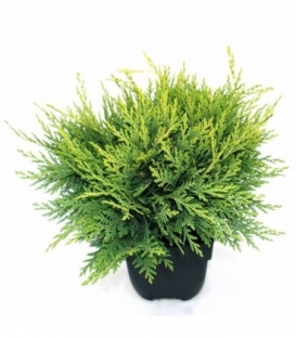 Chamaecyparis