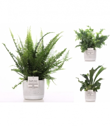 Fern