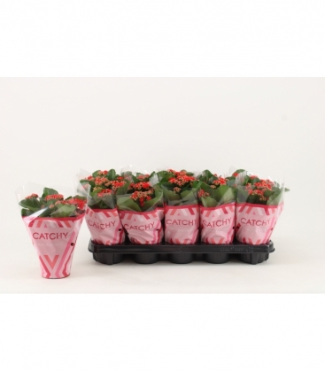 Kalanchoe