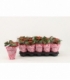Kalanchoe