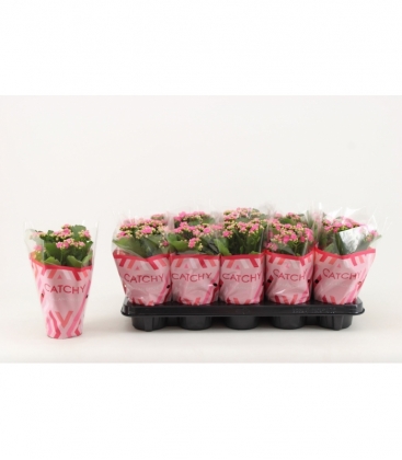 Kalanchoe
