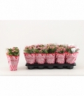 Kalanchoe