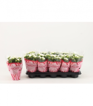 Kalanchoe