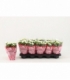 Kalanchoe