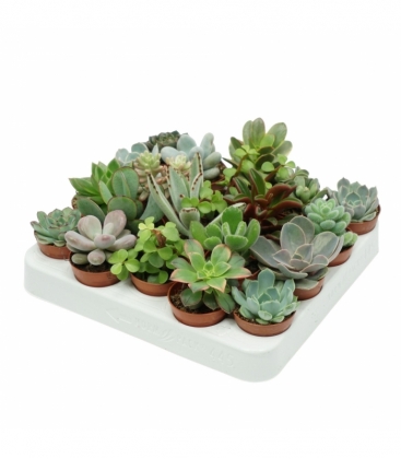 succulents