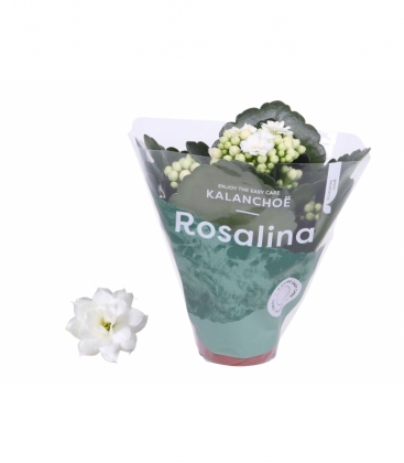 Kalanchoe