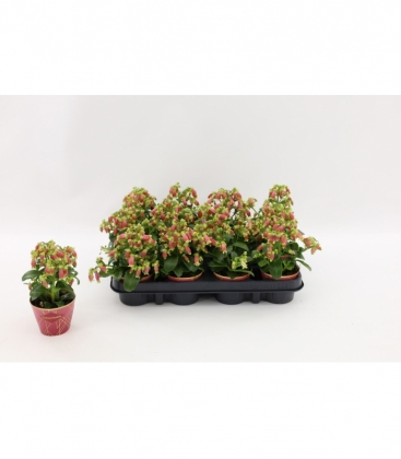 Kalanchoe