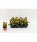 Kalanchoe