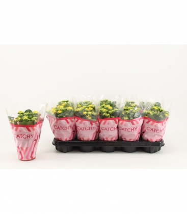 Kalanchoe